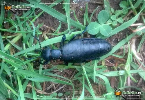 American Oil Beetle - photo 8