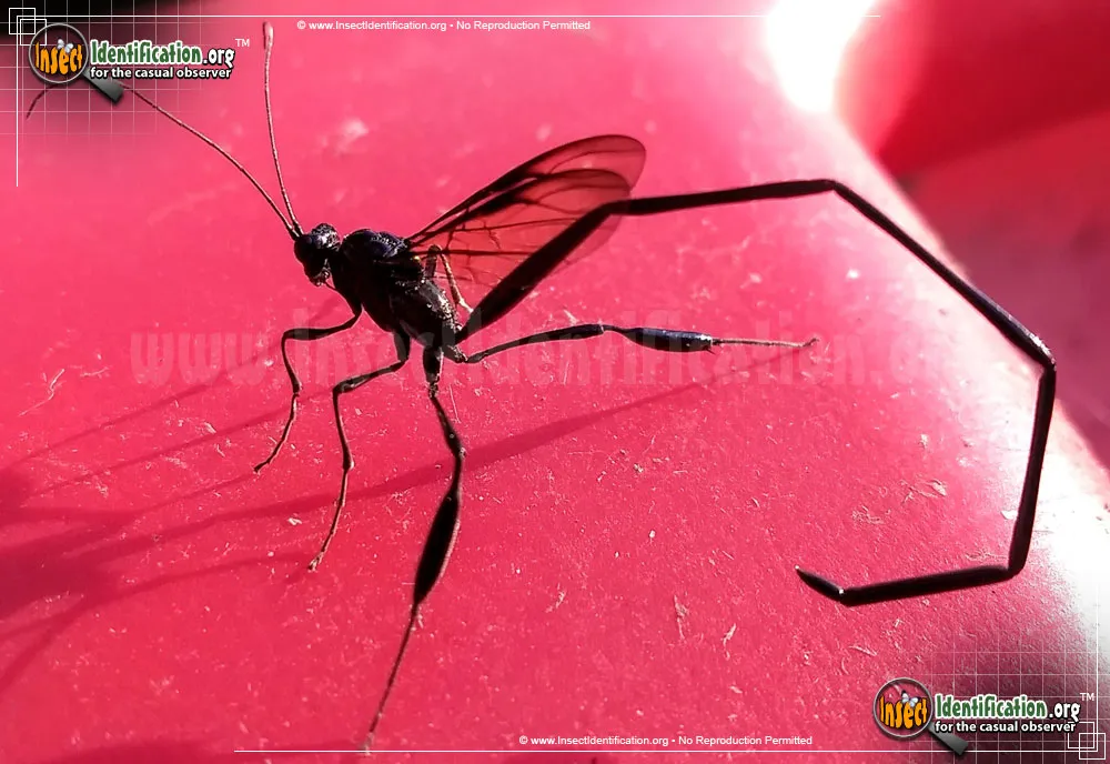 American Pelecinid Wasp - photo 8