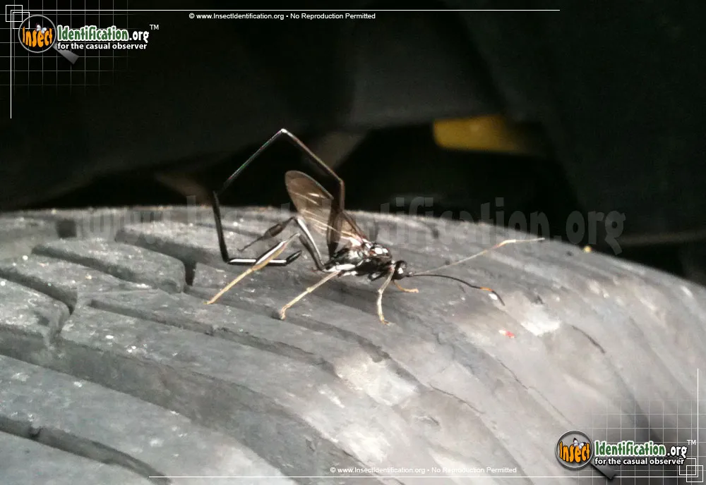 American Pelecinid Wasp - photo 3