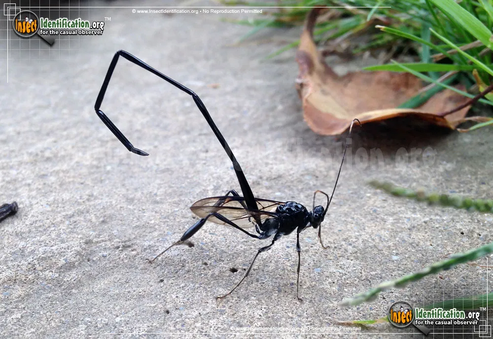 American Pelecinid Wasp - photo 5