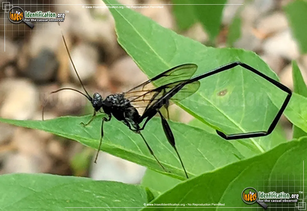 American Pelecinid Wasp - photo 7