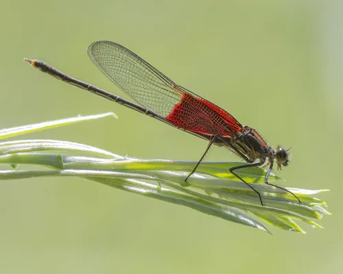American Rubyspot Damselfly