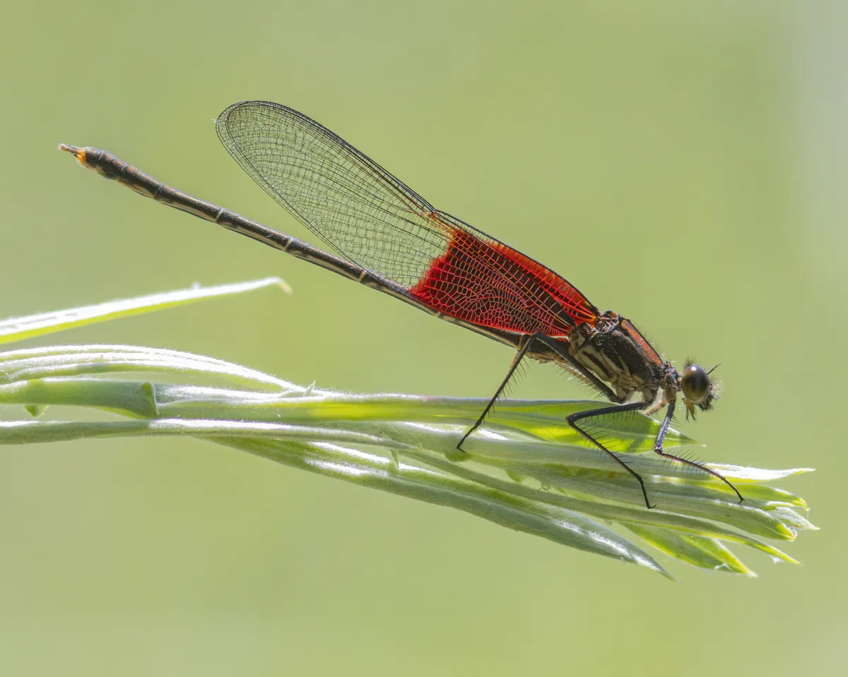 American Rubyspot Damselfly - photo 3