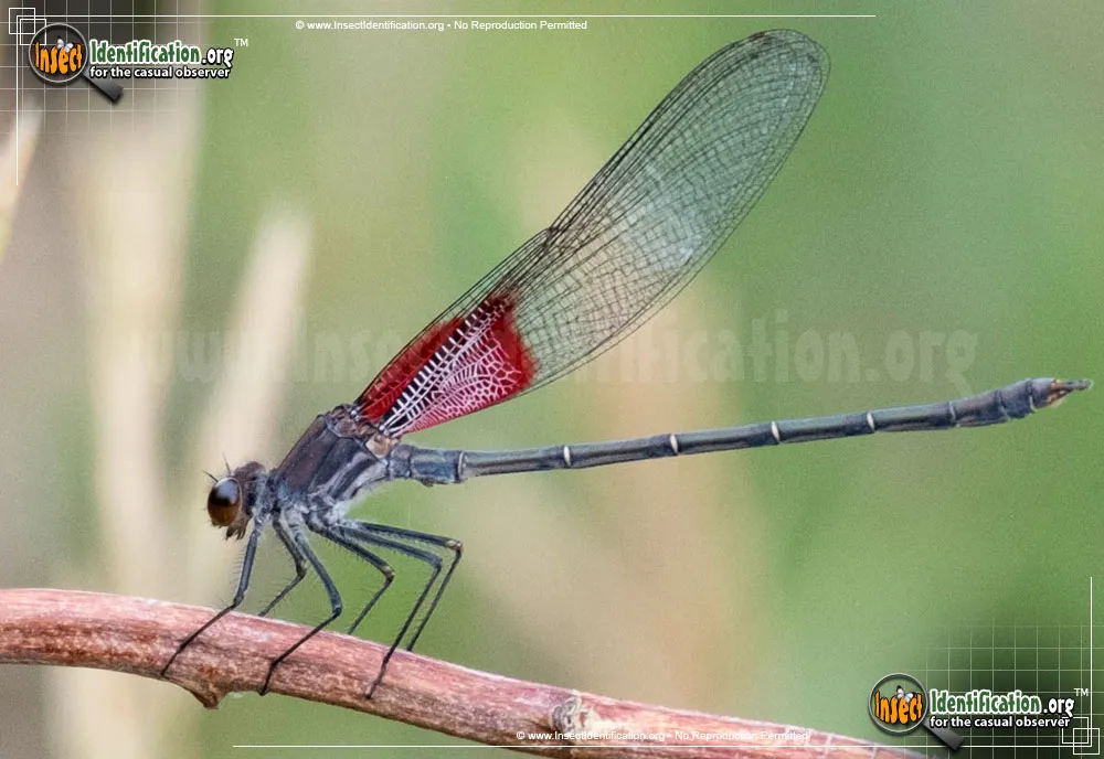 American Rubyspot Damselfly - photo 4