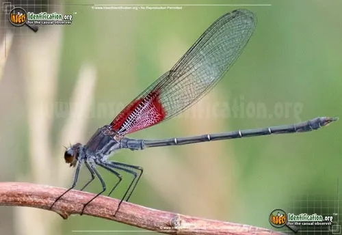American Rubyspot Damselfly - photo 5