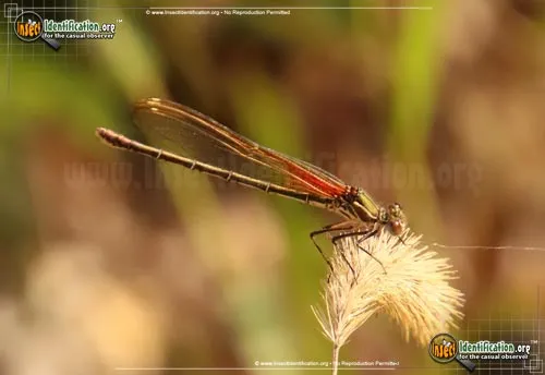 American Rubyspot Damselfly - photo 6