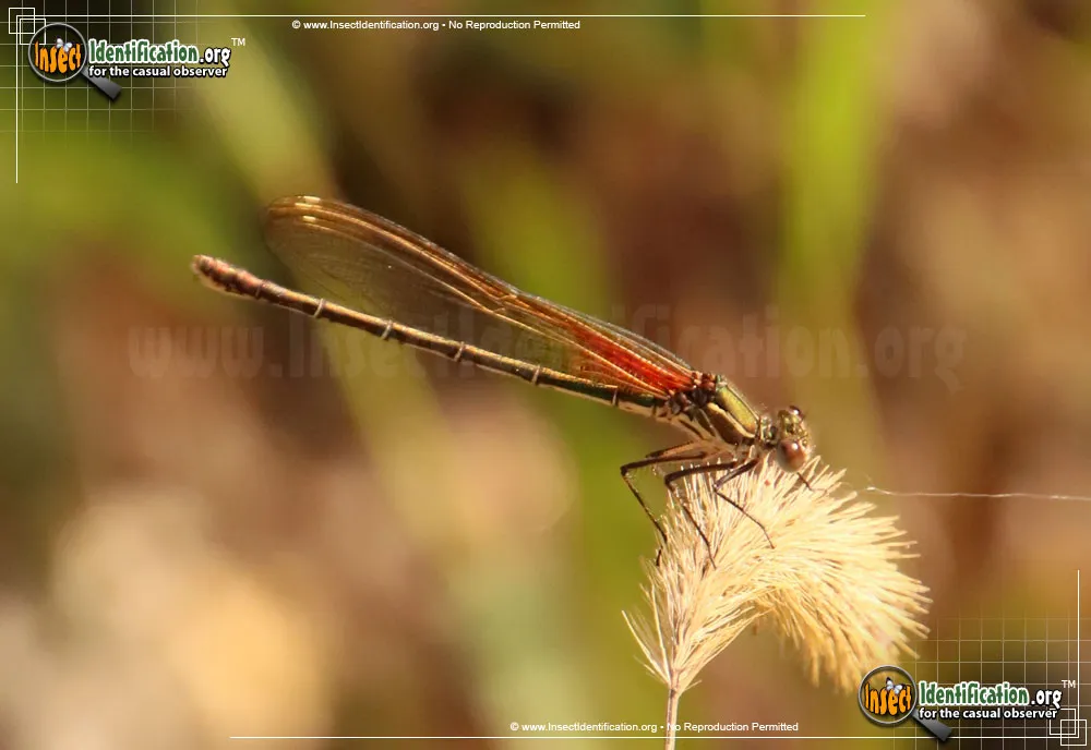 American Rubyspot Damselfly - photo 7