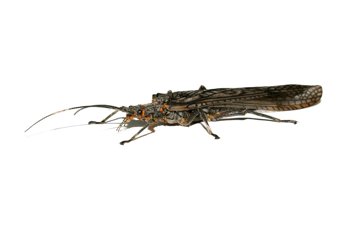 American Salmonfly - photo 3