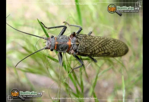 American Salmonfly - photo 4