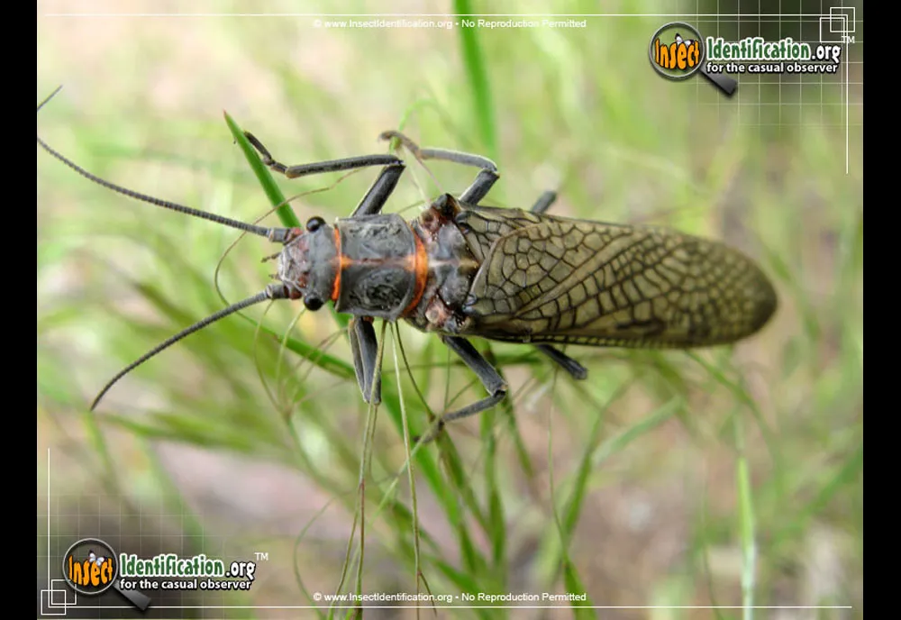 American Salmonfly - photo 5