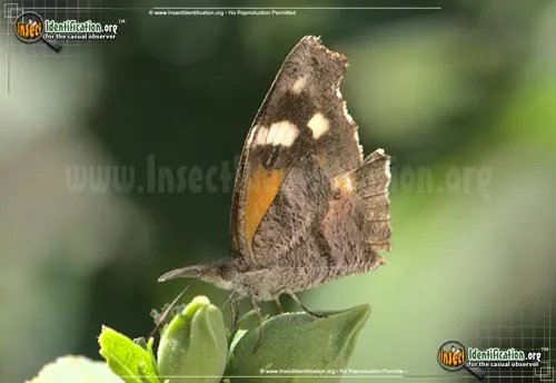 American Snout Butterfly - photo 2