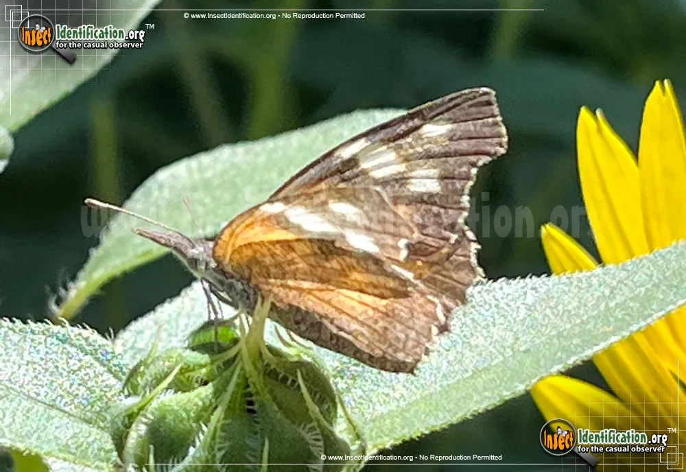 American Snout Butterfly - photo 3