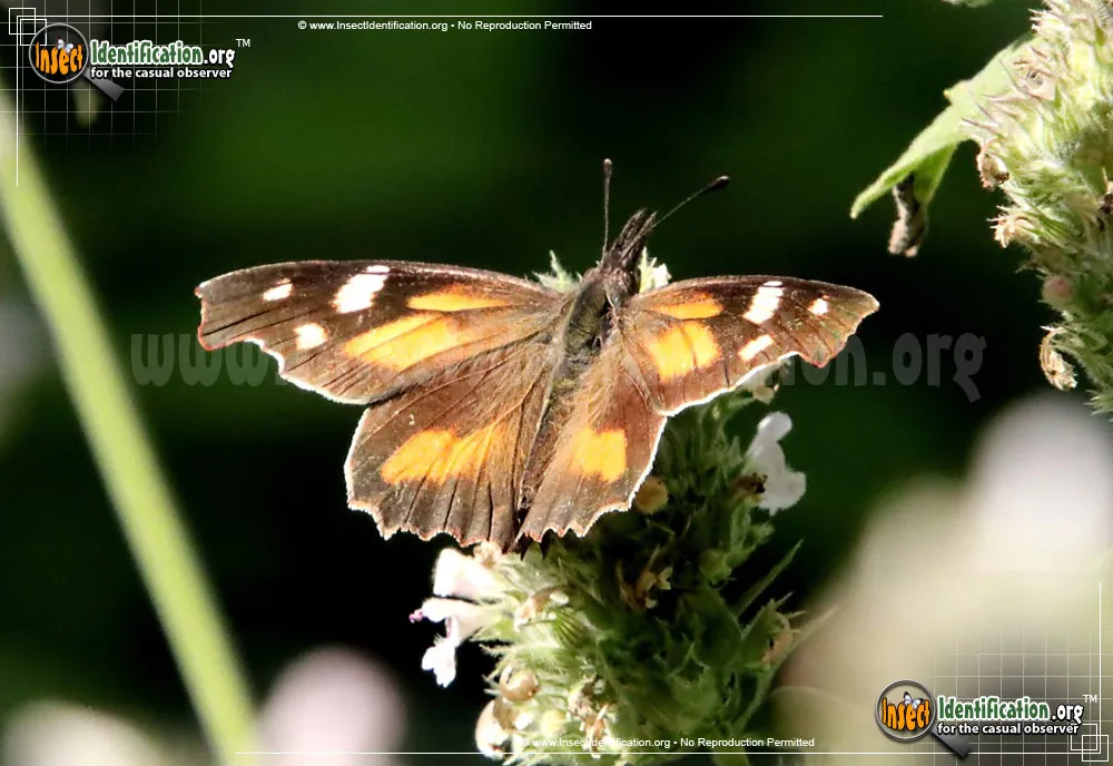 American Snout Butterfly - photo 5