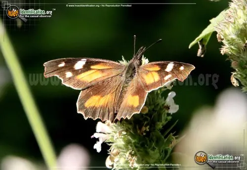 American Snout Butterfly - photo 6
