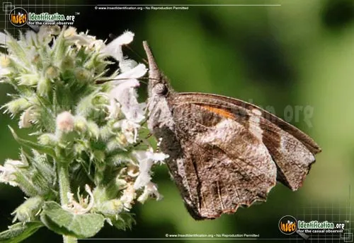 American Snout Butterfly - photo 8