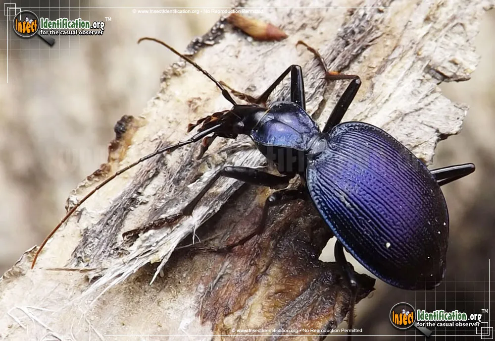 Andrew's Snail-eating Beetle