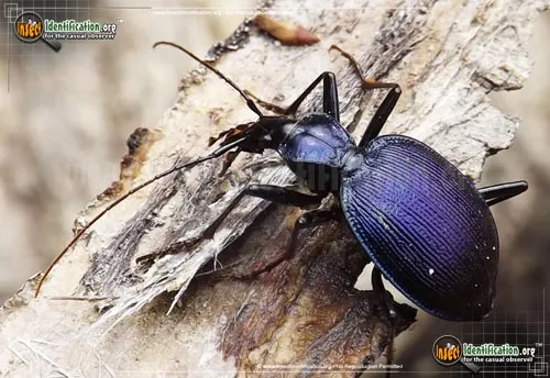 Andrew's Snail-eating Beetle - photo 2