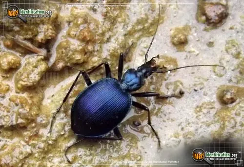 Andrew's Snail-eating Beetle - photo 4