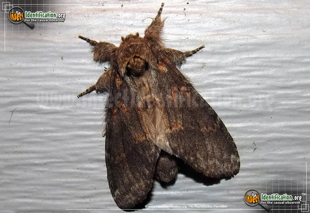 Angulose Prominent Moth - photo 8