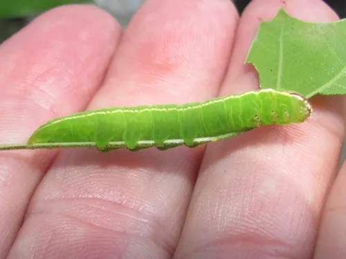 Angulose Prominent Moth - photo 2