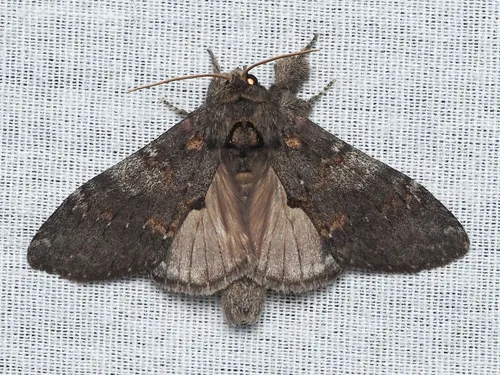 Angulose Prominent Moth - photo 3