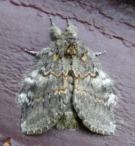 Angulose Prominent Moth - photo 4
