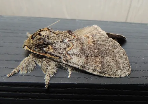 Angulose Prominent Moth - photo 5