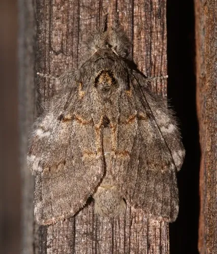 Angulose Prominent Moth - photo 7