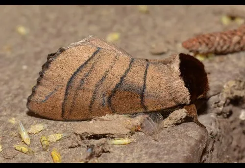 Angus' Datana Moth - photo 2