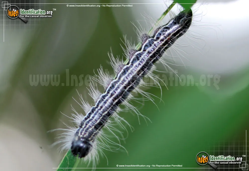 Angus' Datana Moth - photo 3