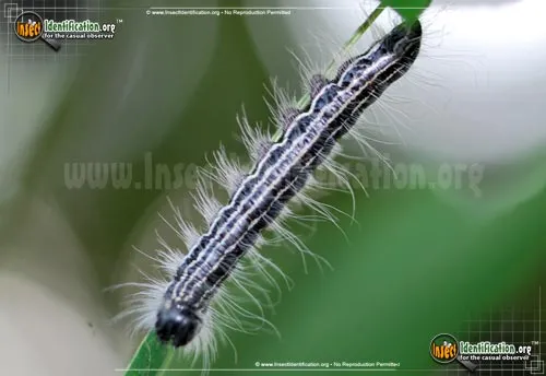 Angus' Datana Moth - photo 4