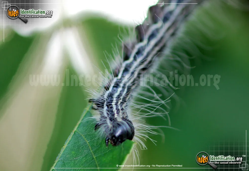 Angus' Datana Moth - photo 5