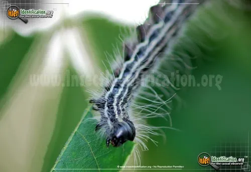 Angus' Datana Moth - photo 6