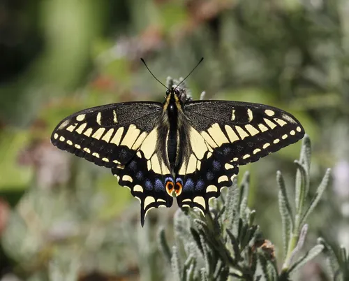 Anise Swallowtail Butterfly