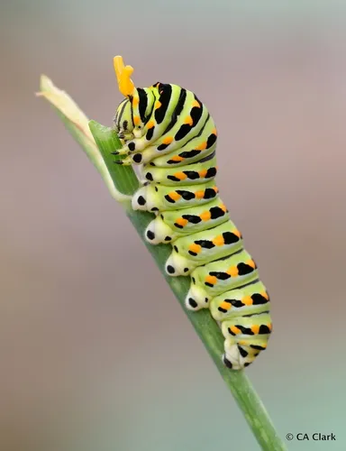 Anise Swallowtail Butterfly - photo 4