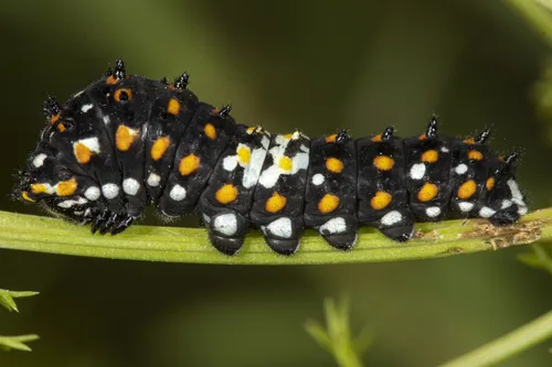 Anise Swallowtail Butterfly - photo 5