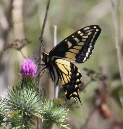 Anise Swallowtail Butterfly - photo 6