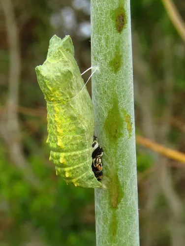 Anise Swallowtail Butterfly - photo 7