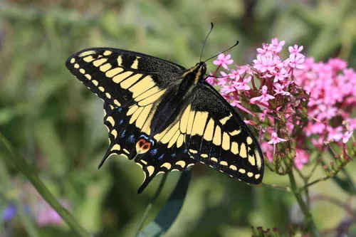 Anise Swallowtail Butterfly - photo 8