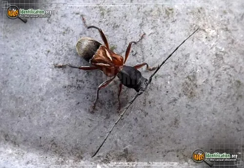Ant-like Longhorn Beetle - photo 2