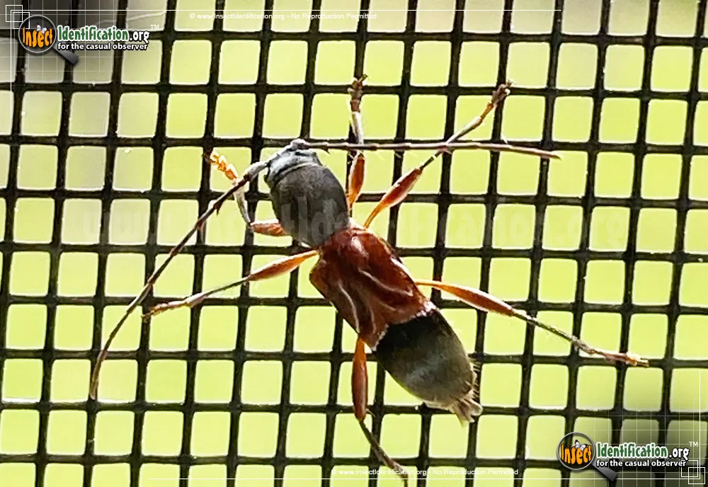 Ant-like Longhorn Beetle - photo 3
