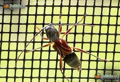 Ant-like Longhorn Beetle - photo 4