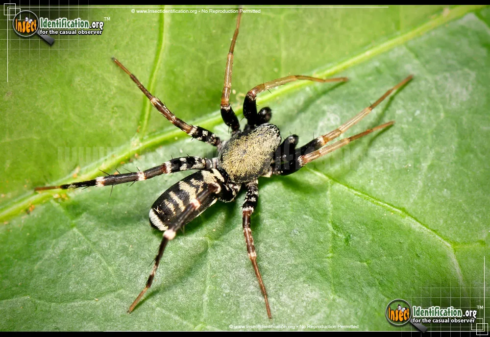Ant Mimic Spider