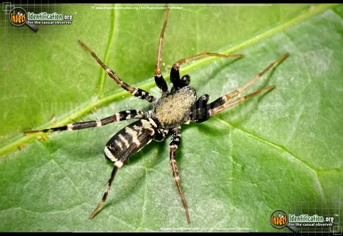 Ant Mimic Spider - photo 2
