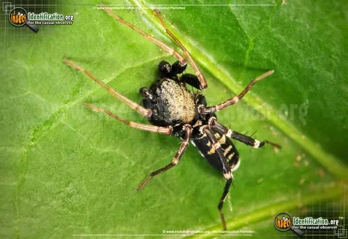 Ant Mimic Spider - photo 4
