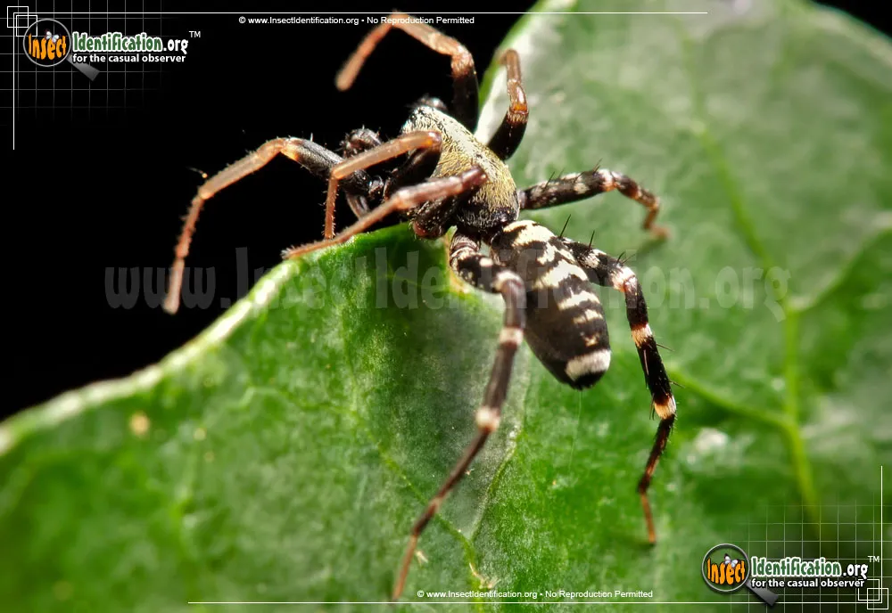 Ant Mimic Spider - photo 5