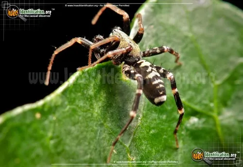 Ant Mimic Spider - photo 6