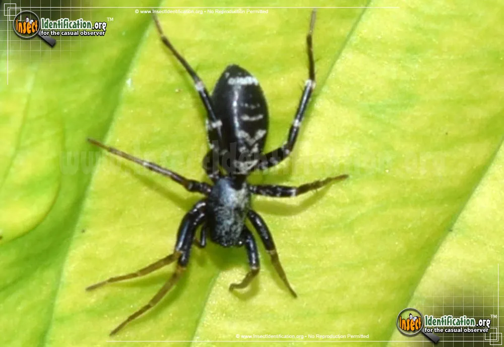 Ant Mimic Spider - photo 7