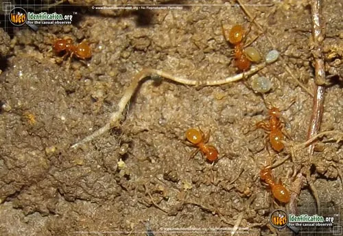 Ant - photo 2