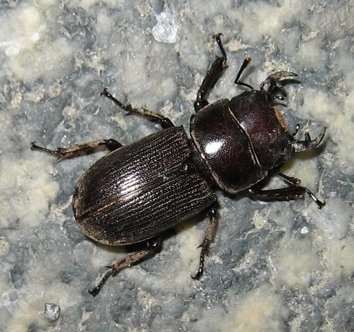 Antelope Beetle
